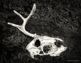 The Buck Stops Here!