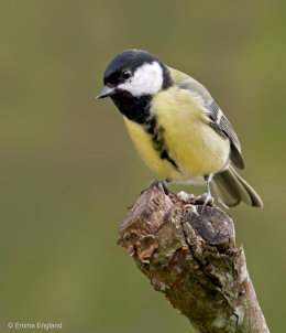 Great Tit
