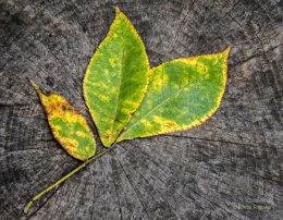 Fall Hickory Leaves