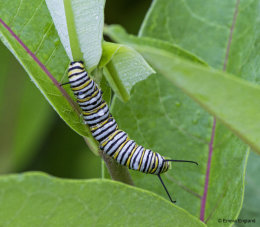 Monarch caterpillar
