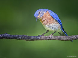 Backyard Bluebirds