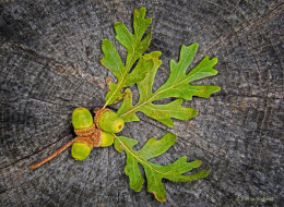 Oak Leaves and Acorns