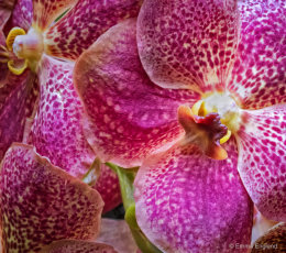 Orchid Beauty
