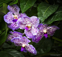 Purple Vanda Orchid