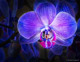 Blue Orchid