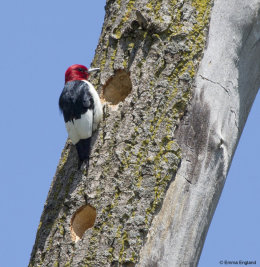 Red-headed Woodpecker