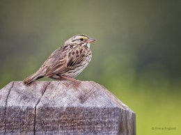 Savannah Sparrow