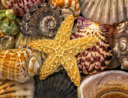 Beach Macro