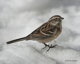 American Tree Sparrow