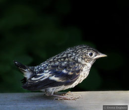 Pied flycatcher fledgling