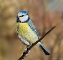 Blue Tit
