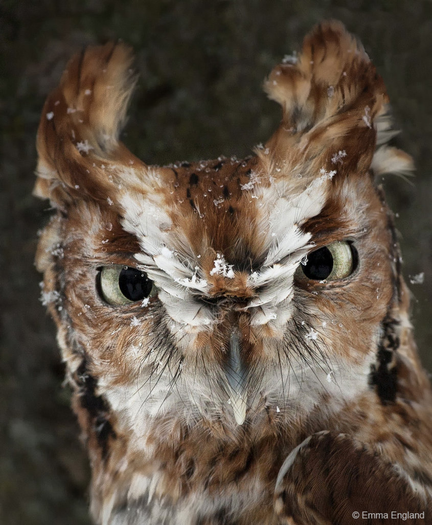 Snowy Screech Owl: Emma England Nature Photography