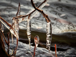 Tree icicles