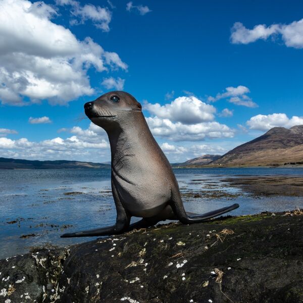 THE SEALION