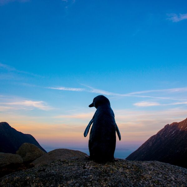THE BLUE PENGUIN