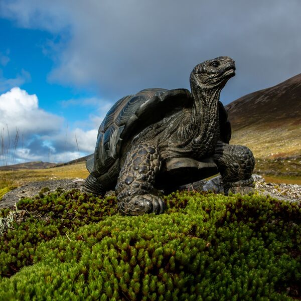 THOMAS THE GALAPAGOS TURTLE 