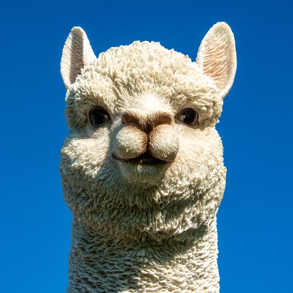 THE ALPACAS