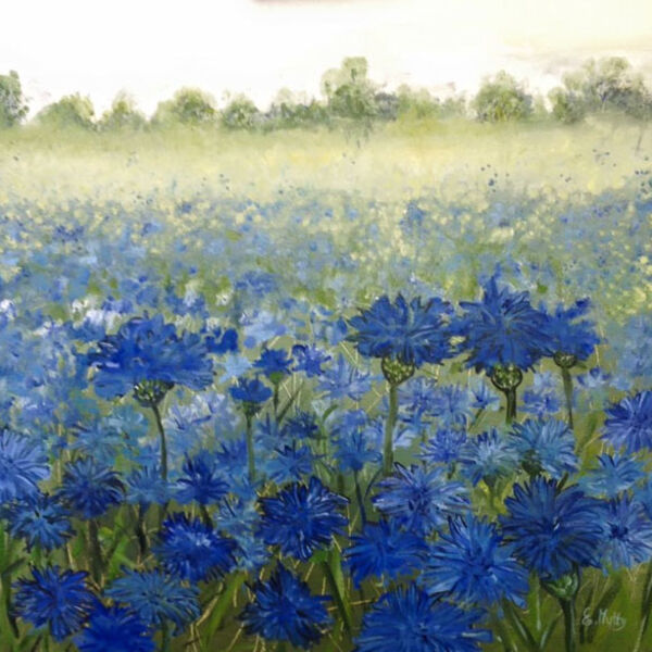 - The Cornflowers -
