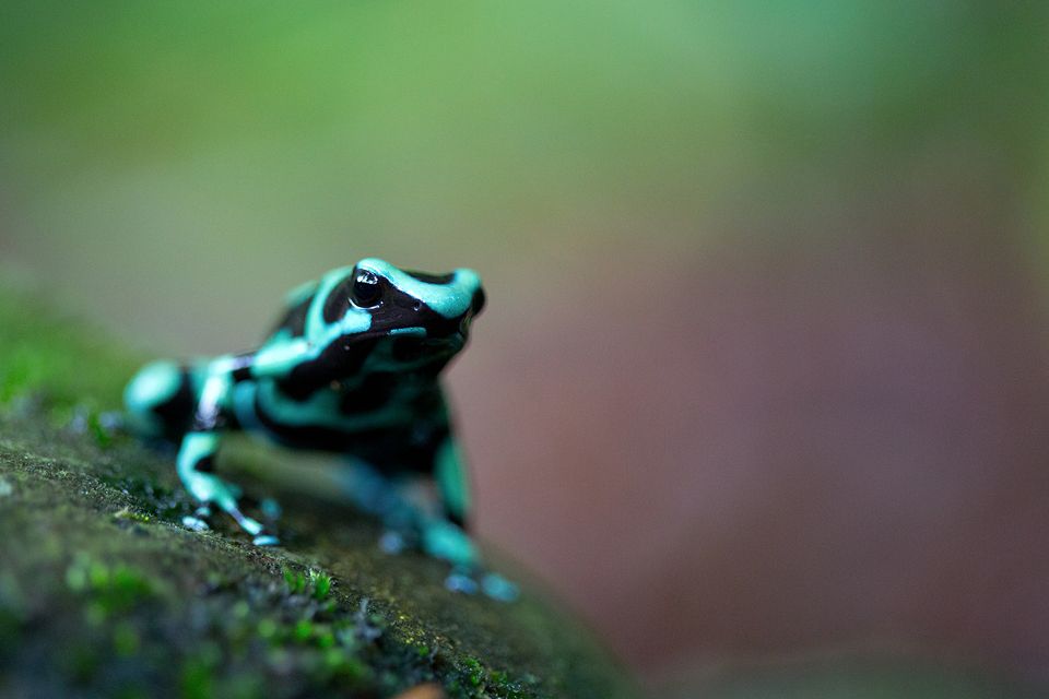 A beautiful green and black poison dart frog (Dendrobates auratus). Canon 5D MKIII, Canon EF 100mm f/2.8 USM Macro, 1/80, f/2.8, iso 3200, handheld.