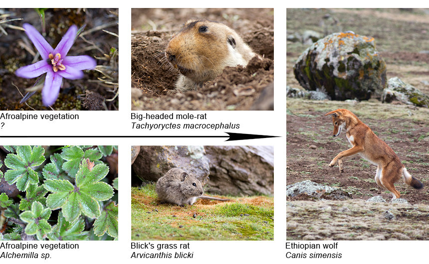 The simplified food web of the Ethiopian wolf