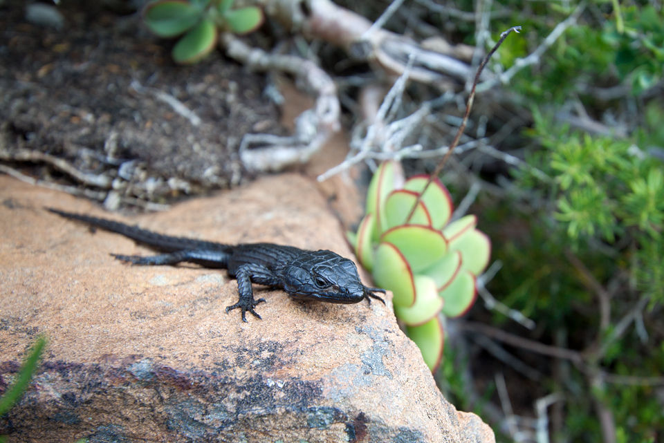 A endemic black girdled lizard (Cordylus niger). Canon EF-S 10-22mm f/3.5-4.5 USM, 1/125, f/10, iso 100, handhold.