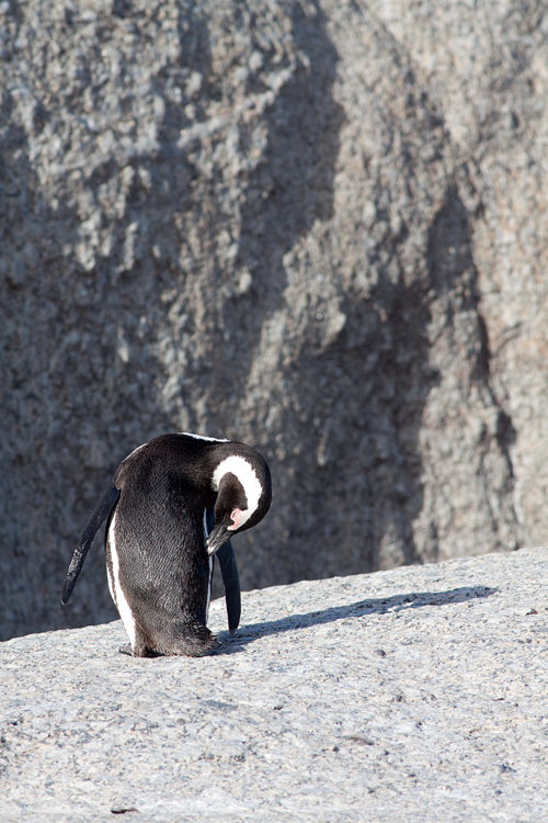 An African Penguin (Spheniscus demersus) putting everything in order. Canon 50D, Canon EF 400mm f/5.6 L USM, 1/640, f/8, iso 250, handhold.