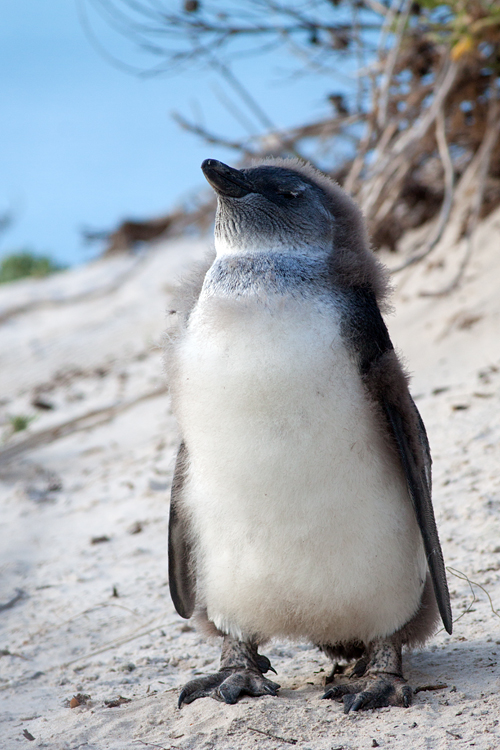 An young African Penguin (Spheniscus demersus) taking a nap. Canon 50D, Canon EF 400mm f/5.6 L USM, 1/500, f/7.1, iso 500, handhold.