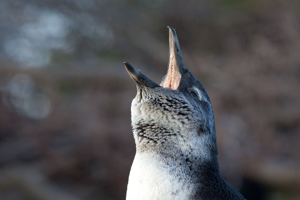 An juvenile African Penguin (Spheniscus demersus) making its presence known. Canon 50D, Canon EF 400mm f/5.6 L USM, 1/500, f/8, iso 500, handhold.