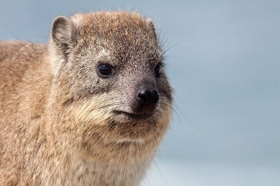 A 'dassie' or rock hyrax (Procavia capensishyrax). Canon 50D, Canon EF 400mm f/5.6 L USM, 1/640, f/8, iso 250, handhold.