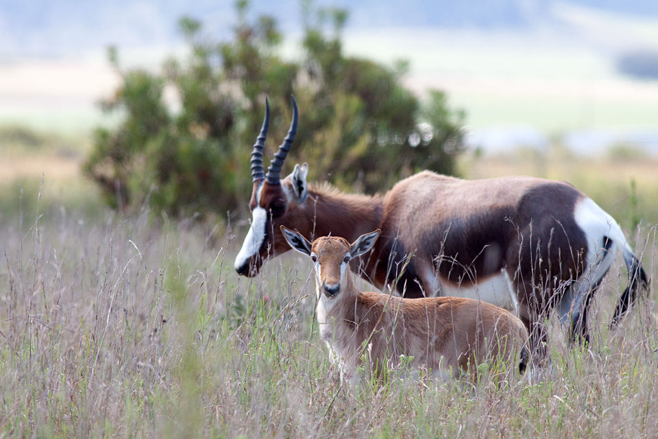 A endangered bontebok (Damaliscus pygargus pygarus) with young. Canon 50D, Canon EF 400mm f/5.6 L USM, 1/500, f/8, iso 400, handhold from car.