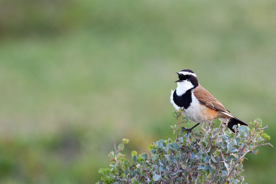 A capped wheatear (Oenanthe pileata). Canon 50D, Canon EF 400mm f/5.6 L USM, 1/500, f/8, iso 400, handhold from car.