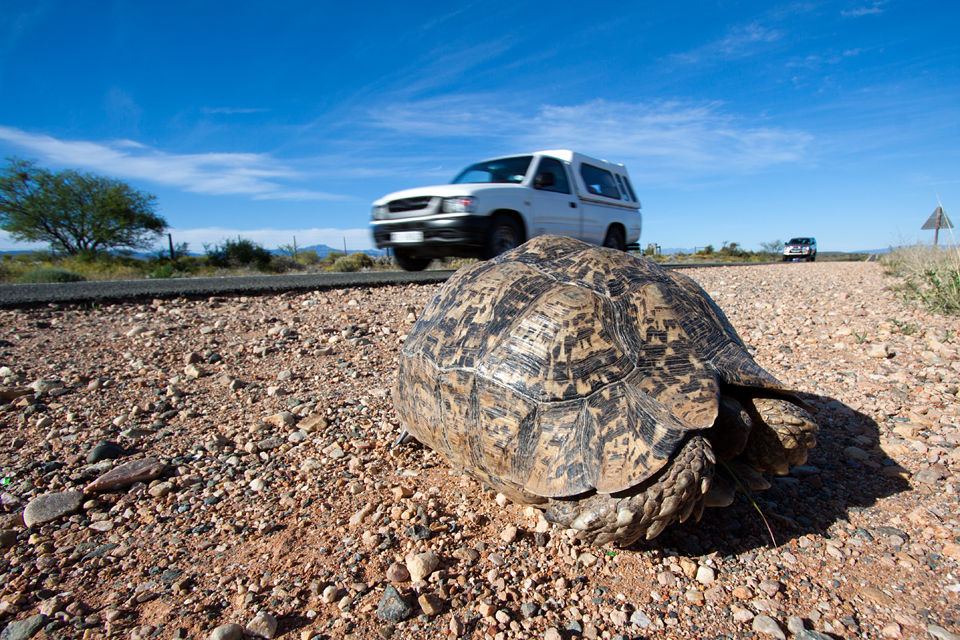 A tortoise in the Little Karoo. Canon 50D, Canon EF-S 10-22mm f/3.5-4.5 USM, 1/250, f/10, iso 100, handhold.