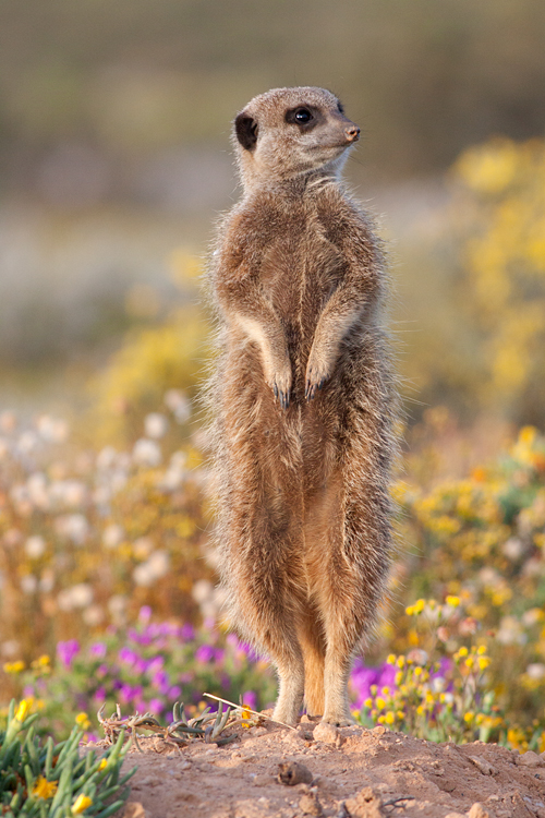 A traditional meerkat (Suricata suricatta) pose. Canon 50D, Canon EF 400mm f/5.6 L USM, 1/500, f/8, iso 1000, handhold.