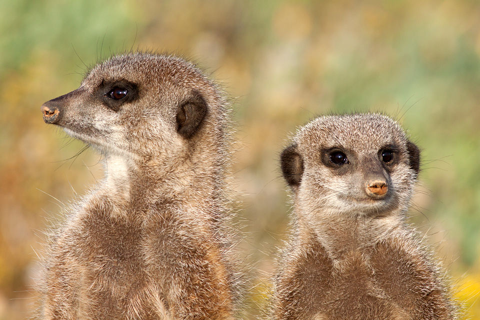 Two meerkats (Suricata suricatta) in the early morning light. Canon 50D, Canon EF 400mm f/5.6 L USM, 1/500, f/8, iso 4300, handhold.