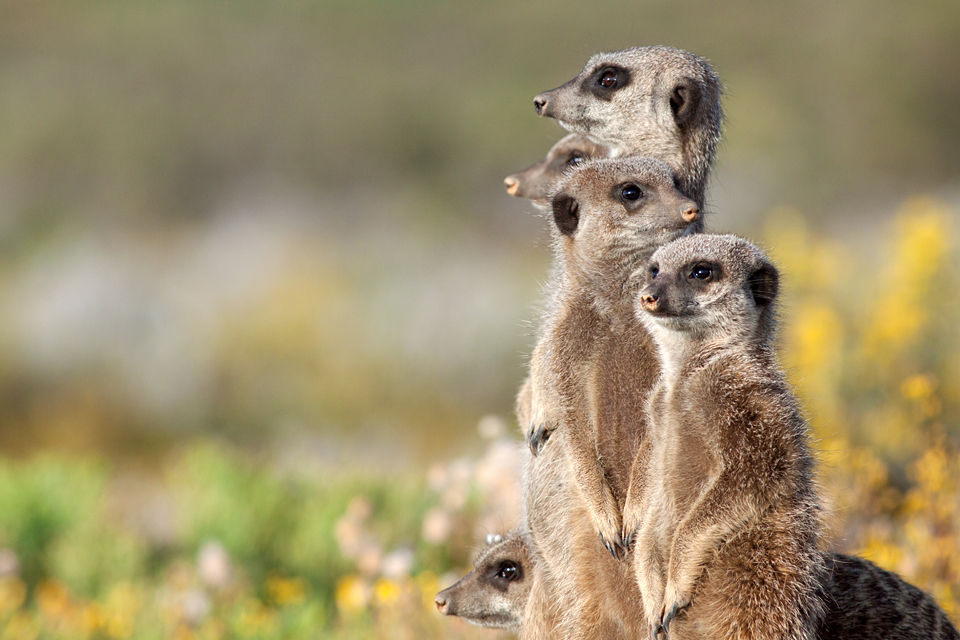 Five meerkats (Suricata suricatta) checking their perimeter. Canon 50D, Canon EF 400mm f/5.6 L USM, 1/500, f/8, iso 400, handhold.