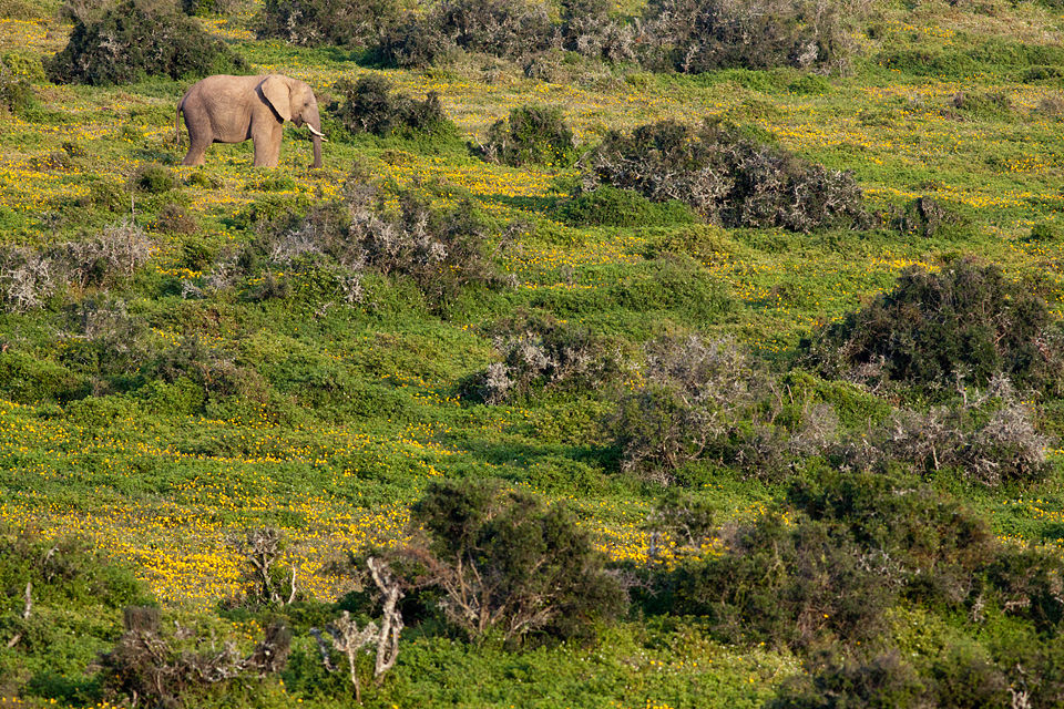A African elephant contemplating life (Loxodonta africana). Canon 50D, Canon EF 400mm f/5.6 L USM, 1/500, f/8, iso 1000, handhold from car.