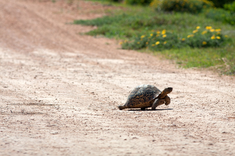 This leopard tortoise (Stigmochelys pardalis) is definitely not winning the race. Canon 50D, Canon EF 400mm f/5.6 L USM, 1/500, f/8, iso 125, handhold from car.