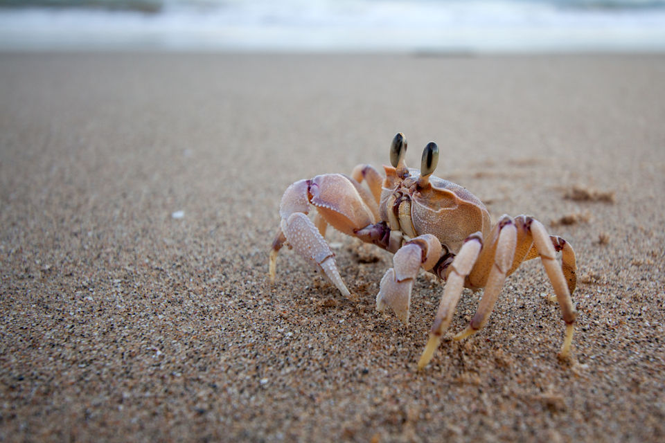 A crab running over the beach. Canon 50D, Canon EF-S 10-22mm f/3.5-4.5 USM, 1/40, f/5, iso 100, handhold.