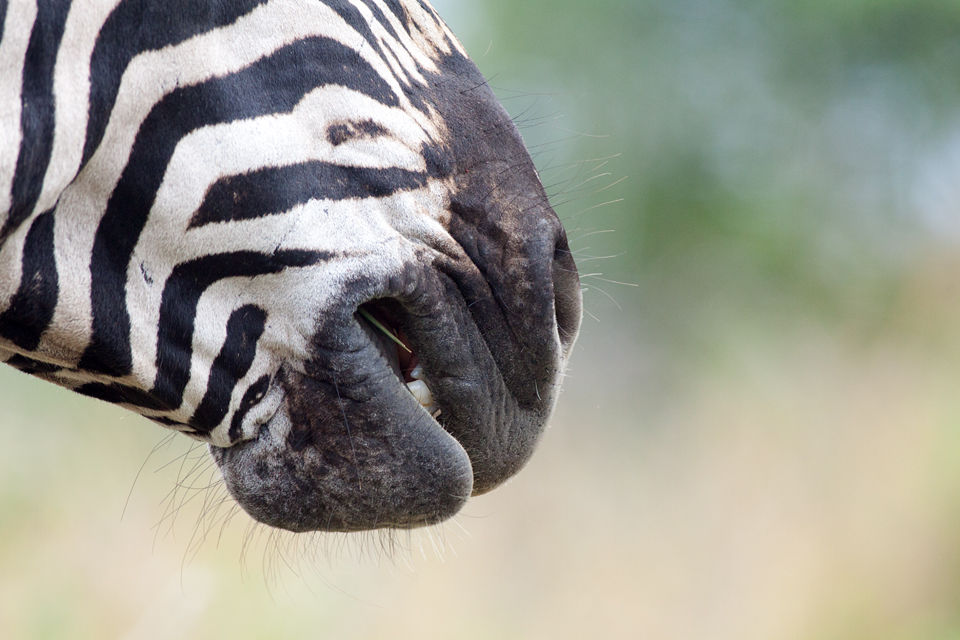 A plains zebra (Equus quagga) crunching away at some tasty grass. Canon 50D, Canon EF 400mm f/5.6 L USM, 1/500, f/8, iso 800, handhold from car.