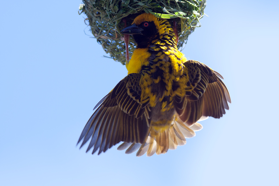 A male African masked weaver (Ploceus velatus) building its nest. Canon 50D, Canon EF 400mm f/5.6 L USM, 1/500, f/8, iso 640, handhold.