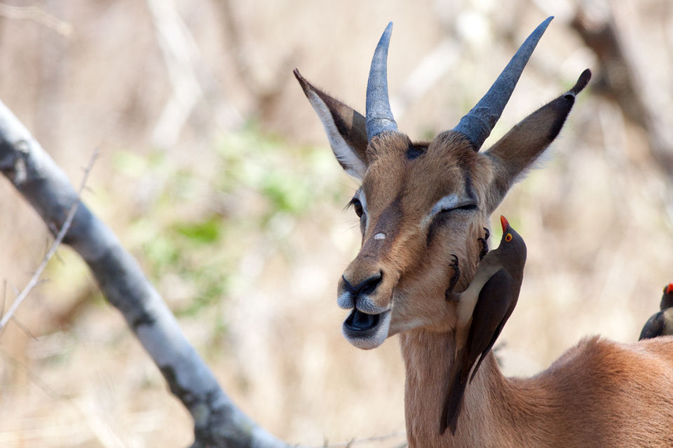 A red-billed oxpecker (Buphagus erythrorhynchus) performing services for a young male impala (Aepyceros melampus). Canon 50D, Canon EF 400mm f/5.6 L USM, 1/500, f/8, iso 800, handhold from car.