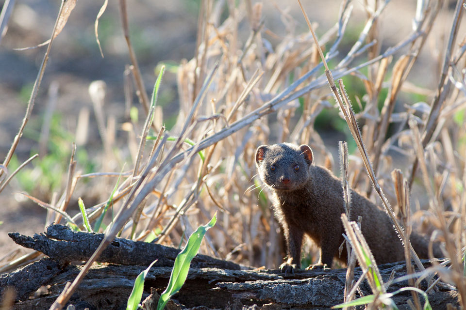 A curious dwarf mongoose (Helogale parvula). Canon 50D, Canon EF 400mm f/5.6 L USM, 1/320, f/5.6, iso 400, handhold from car.