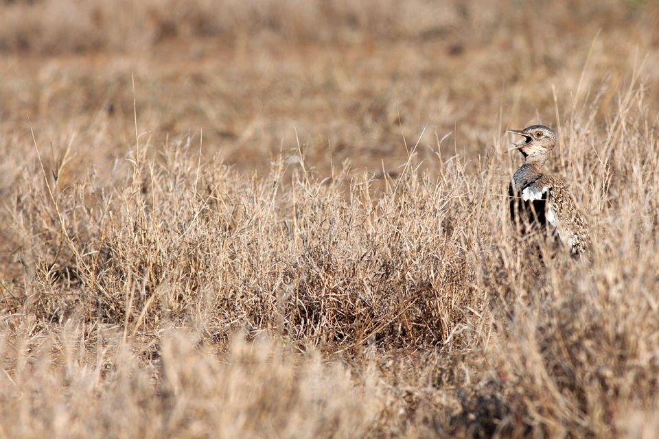 A red-crested bustard (Eupodotis ruficrista) making himself known. Canon 50D, Canon EF 400mm f/5.6 L USM, 1/500, f/8, iso 160, handhold from car.
