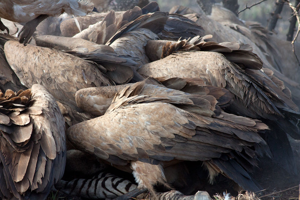 A frenzy of white-backed vultures (Gyps africanus). Canon 50D, Canon EF 400mm f/5.6 L USM, 1/500, f/8, iso 500, handhold from car.
