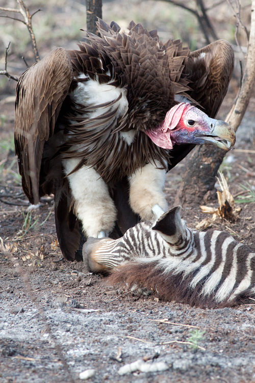 A lappet-faced vulture (Torgos tracheliotos) standing protectively over its trophy: a zebra's head. Canon 50D, Canon EF 400mm f/5.6 L USM, 1/640, f/8, iso 1000, handhold from car.