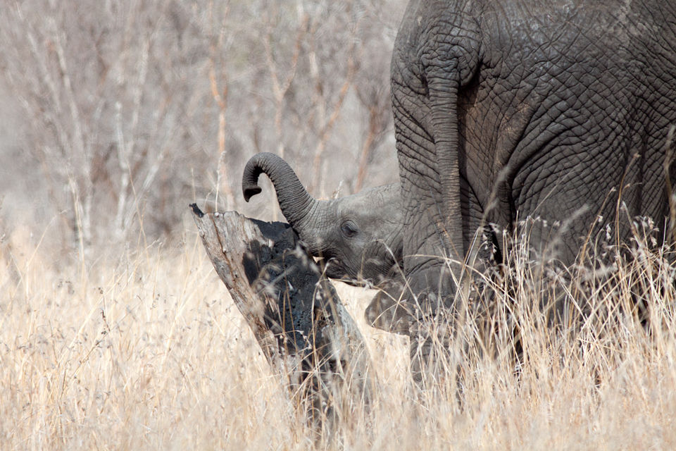 A little elephant (Loxodonta africana) discovers new uses for its trunk. Canon 50D, Canon EF 400mm f/5.6 L USM, 1/640, f/8, iso 250, handhold from car.