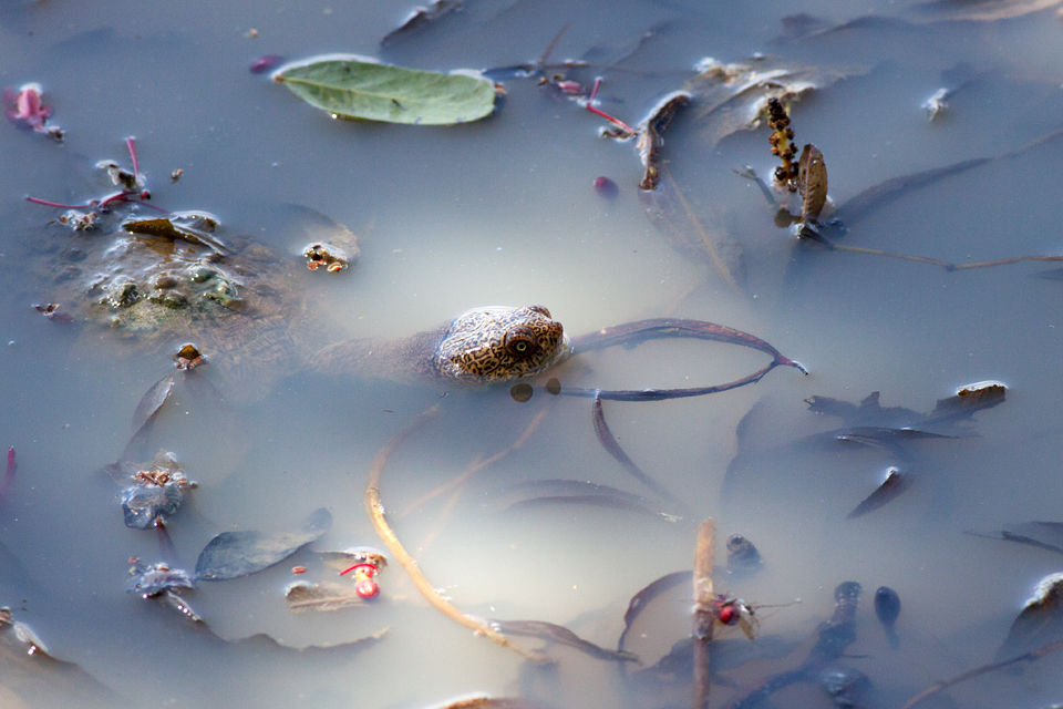 A terrapin foraging for food. Canon 50D, Canon EF 400mm f/5.6 L USM, 1/640, f/8, iso 250, handhold.