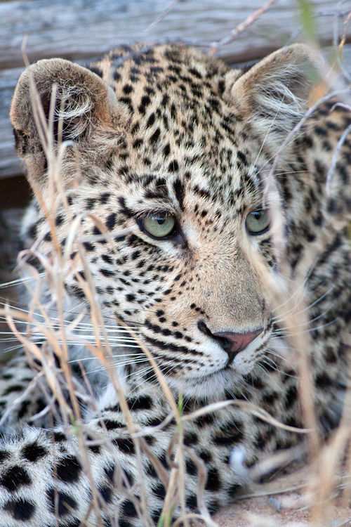 A young leopard (Panthera pardus) ignoring us. Canon 50D, Canon EF 400mm f/5.6 L USM, 1/250, f/8, iso 1600, handhold from open vehicle.