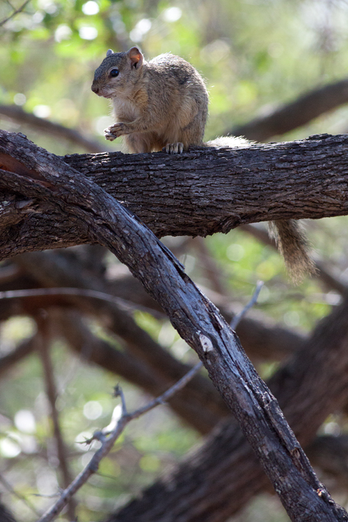 A tree squirrel (unknown species). Canon 50D, Canon EF 400mm f/5.6 L USM, 1/500, f/8, iso 1250, handhold.