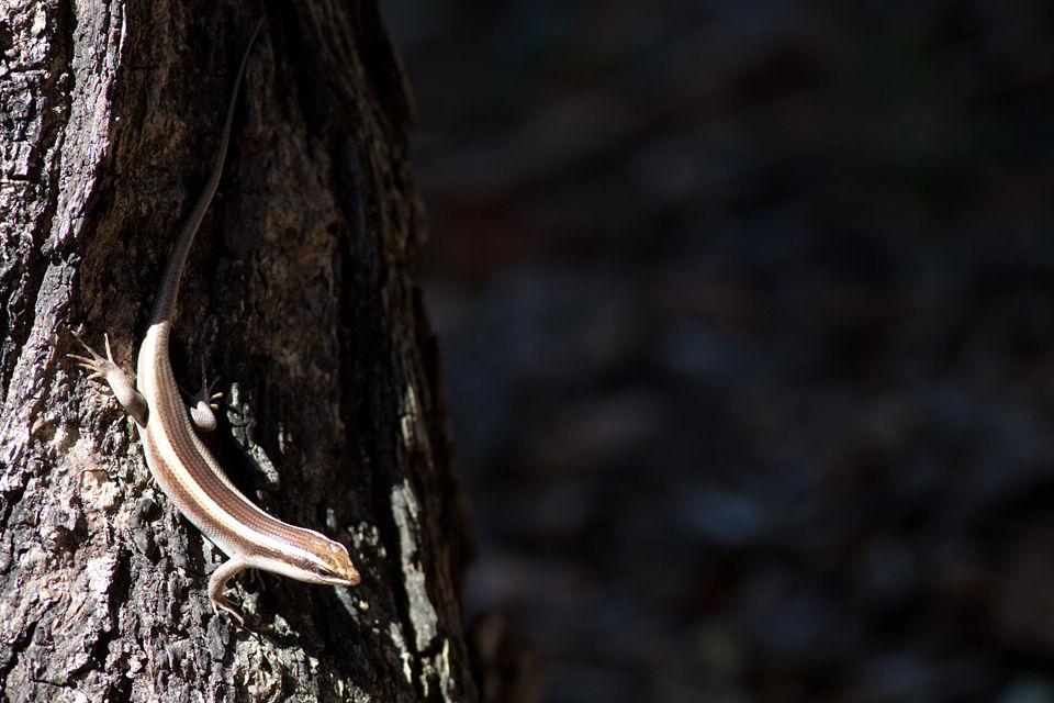 A skink (unknown species) basking in the light. Canon 50D, Canon EF 400mm f/5.6 L USM, 1/250, f/5.6, iso 200, handhold.
